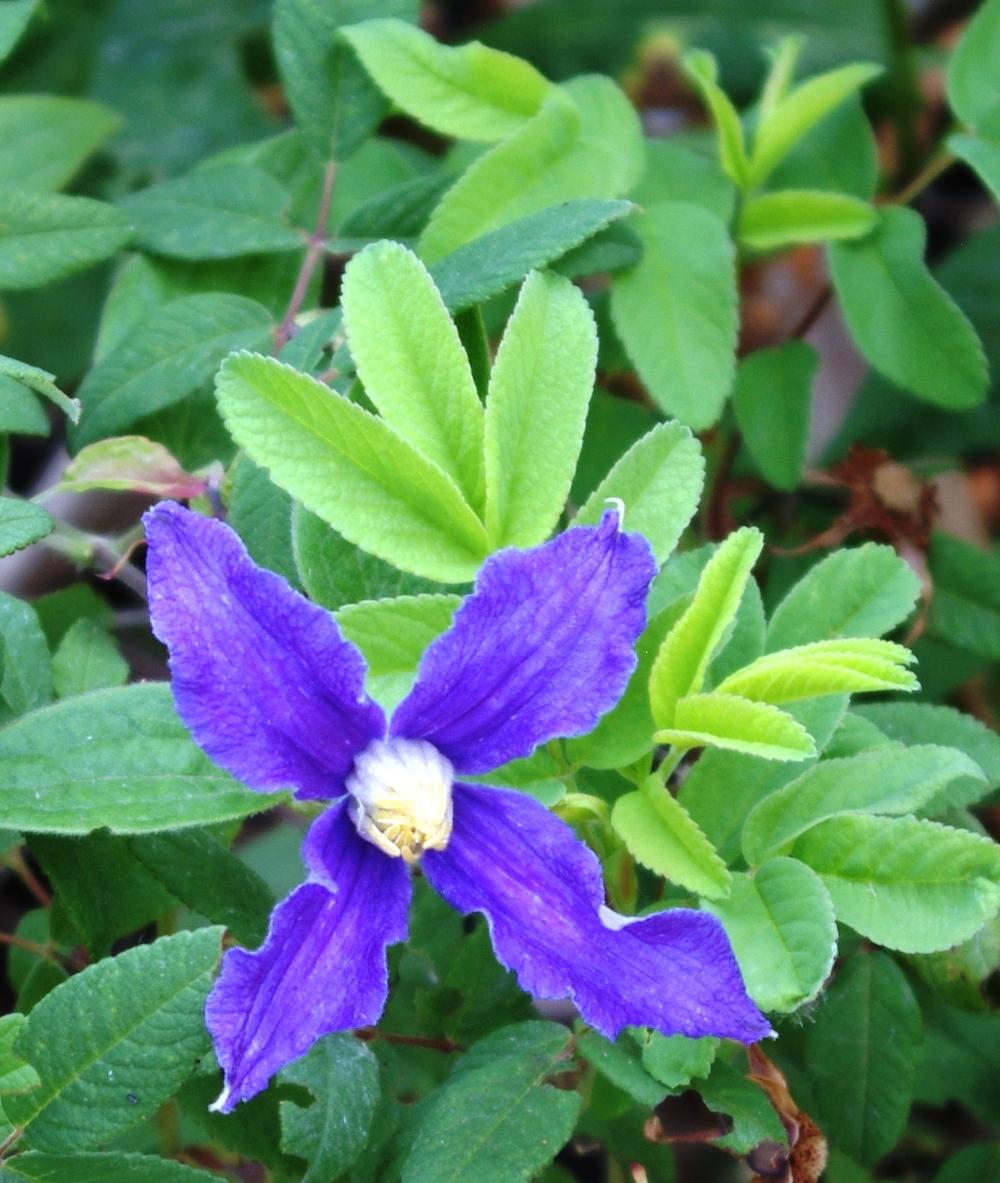 Photo of Clematis (Clematis durandii) uploaded by dirtdorphins