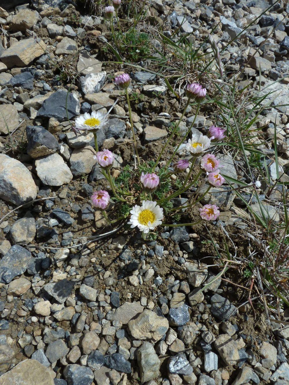 Photo of Cutleaf Daisy (Erigeron compositus) uploaded by growitall
