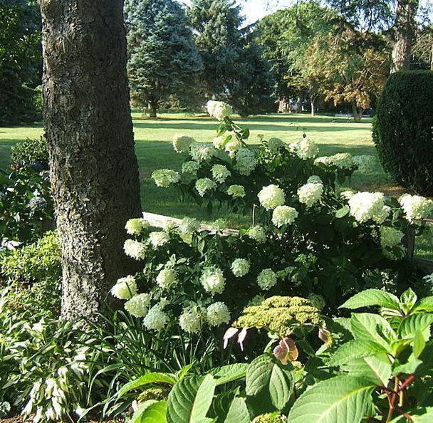 Photo of Panicle Hydrangea (Hydrangea paniculata Limelight™) uploaded by pirl