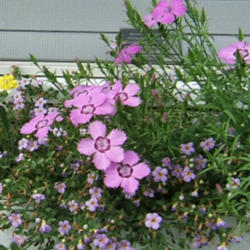 Location: Porch front window boxes.
Date: 2013-0626