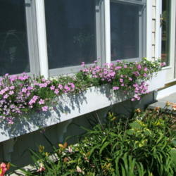 Location: Porch front window boxes.
Date: 2013-07-05