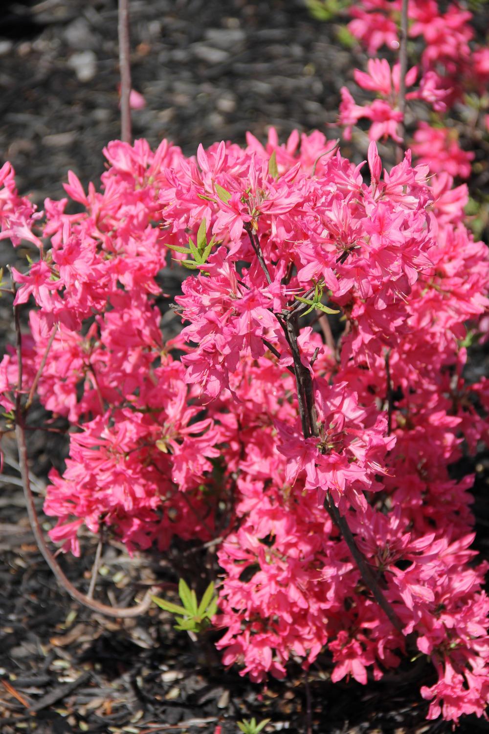 Photo of Azalea (Rhododendron 'Rosy Lights') uploaded by ARUBA1334
