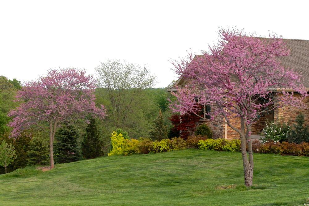 Photo of Eastern Redbud (Cercis canadensis) uploaded by ARUBA1334