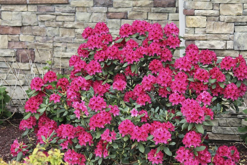 Photo of Rhododendron 'Nova Zembla' uploaded by ARUBA1334