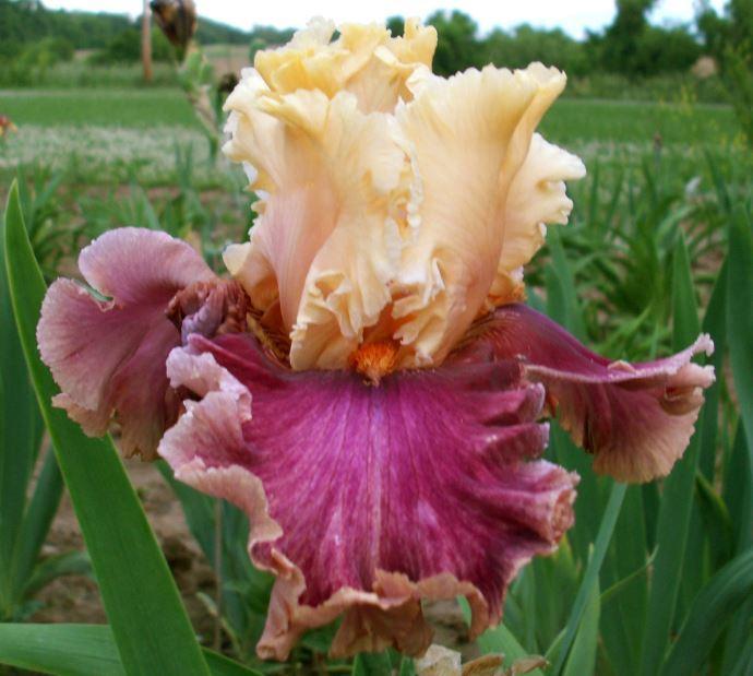 Photo of Tall Bearded Iris (Iris 'Decadence') uploaded by diggit