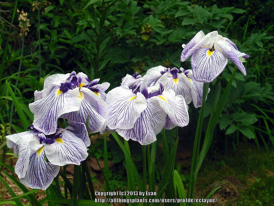 Photo of Japanese Iris (Iris ensata 'Caprician Butterfly') uploaded by eclayne