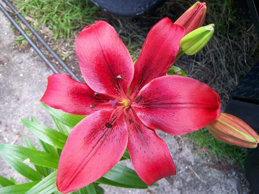 Photo of Lily (Lilium 'Original Love') uploaded by gwhizz
