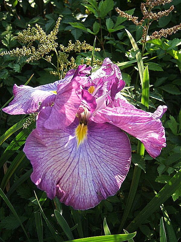 Photo of Japanese Iris (Iris ensata 'Jocasta') uploaded by pirl