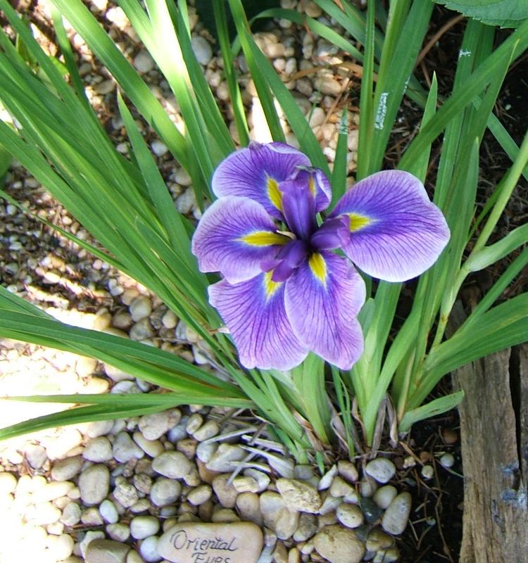 Photo of Japanese Iris (Iris ensata 'Oriental Eyes') uploaded by pirl