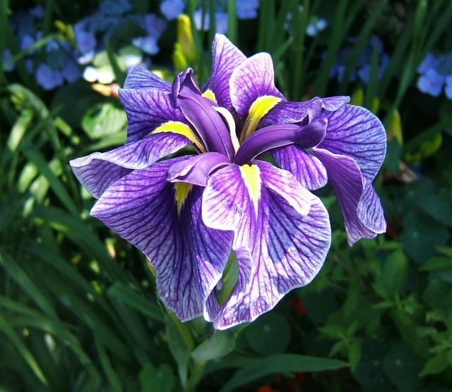 Photo of Japanese Iris (Iris ensata 'Oriental Eyes') uploaded by pirl