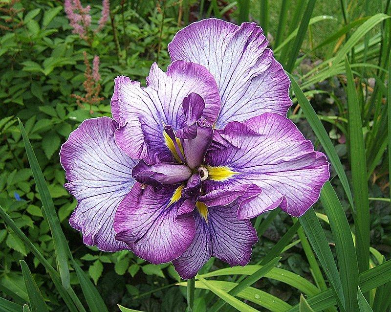 Photo of Japanese Iris (Iris ensata 'Jocasta') uploaded by pirl