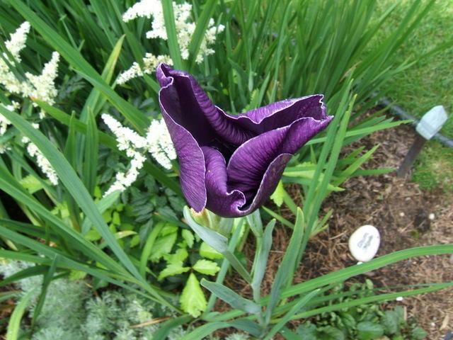 Photo of Japanese iris (Iris ensata 'Japanese Pinwheel') uploaded by pirl