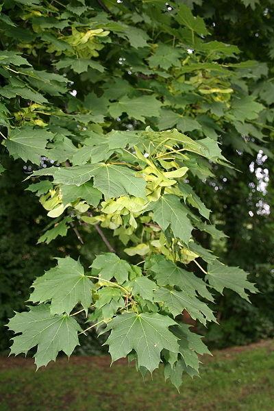 Photo of Norway Maple (Acer platanoides) uploaded by robertduval14