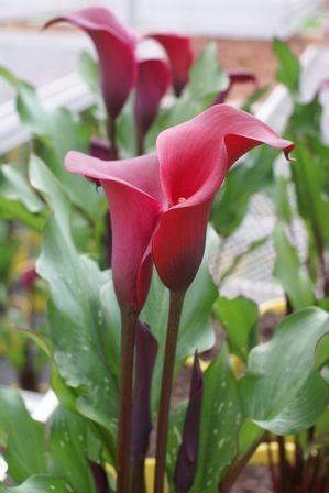 Photo of Calla Lily (Zantedeschia Red Alert®) uploaded by vic