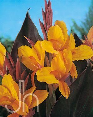Photo of Canna (Canna x generalis 'Wyoming') uploaded by vic
