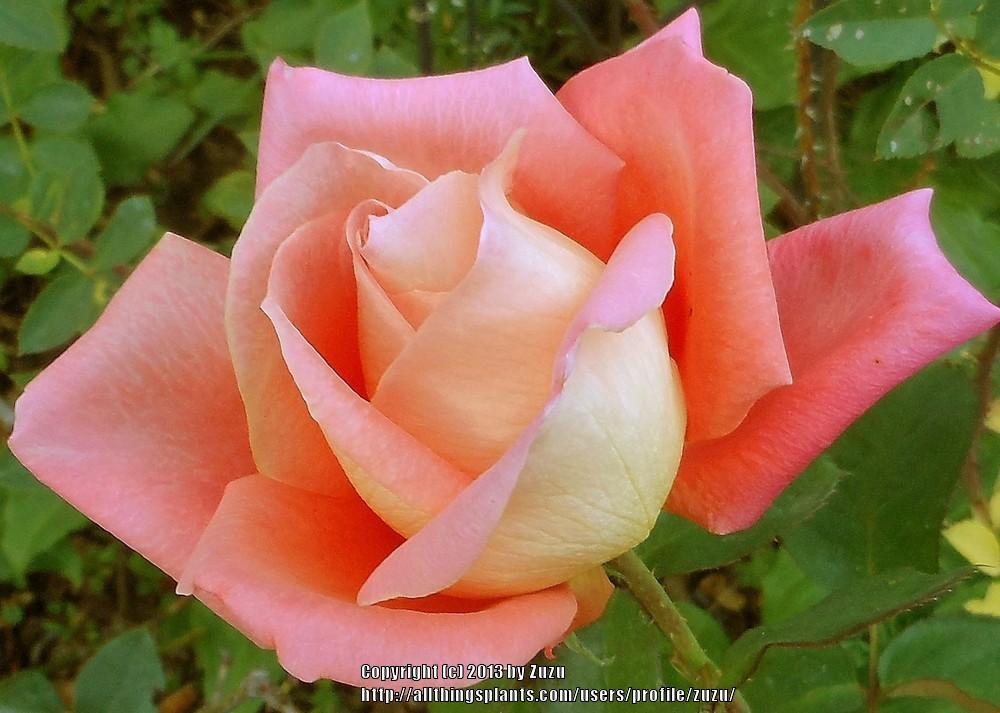 Photo of Rose (Rosa 'Folklore') uploaded by zuzu