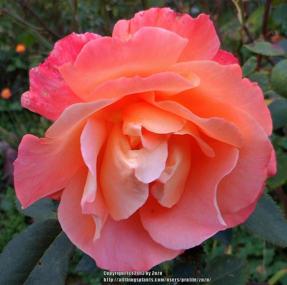 Photo of Rose (Rosa 'Pensioner's Voice') uploaded by zuzu