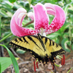 Location: My Gardens
Date: August 12, 2011
Close Up View #Pollination #Butterflies