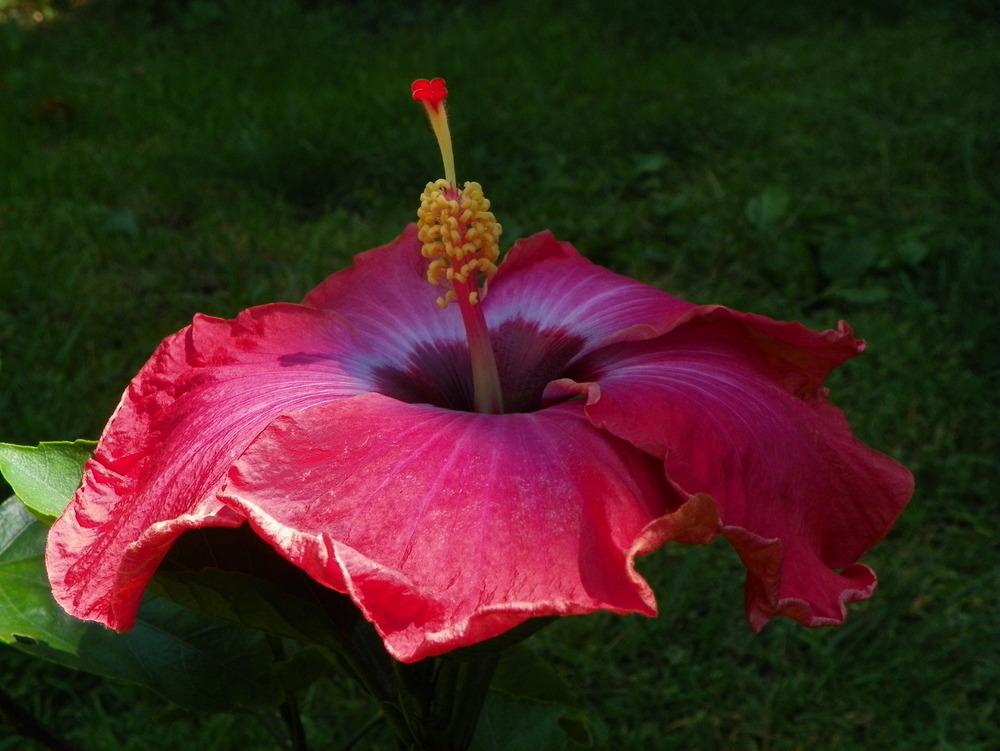 Photo of Tropical Hibiscus (Hibiscus rosa-sinensis 'Rum Runner') uploaded by ikovacs