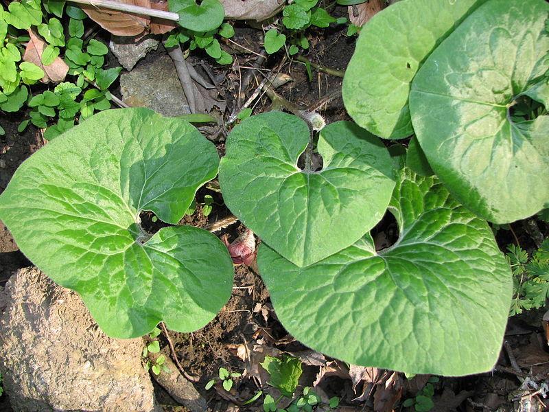 Photo of Wild Ginger (Asarum canadense) uploaded by robertduval14