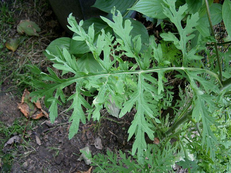 Photo of Common Ragweed (Ambrosia artemisiifolia) uploaded by robertduval14