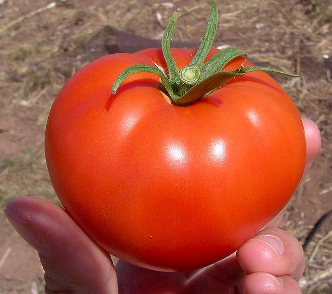 Photo of Tomato (Solanum lycopersicum 'Better Boy') uploaded by robertduval14