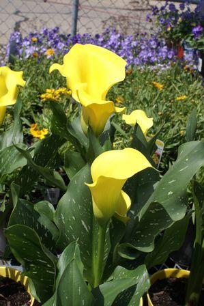 Photo of Calla Lily (Zantedeschia 'Strong Gold') uploaded by vic