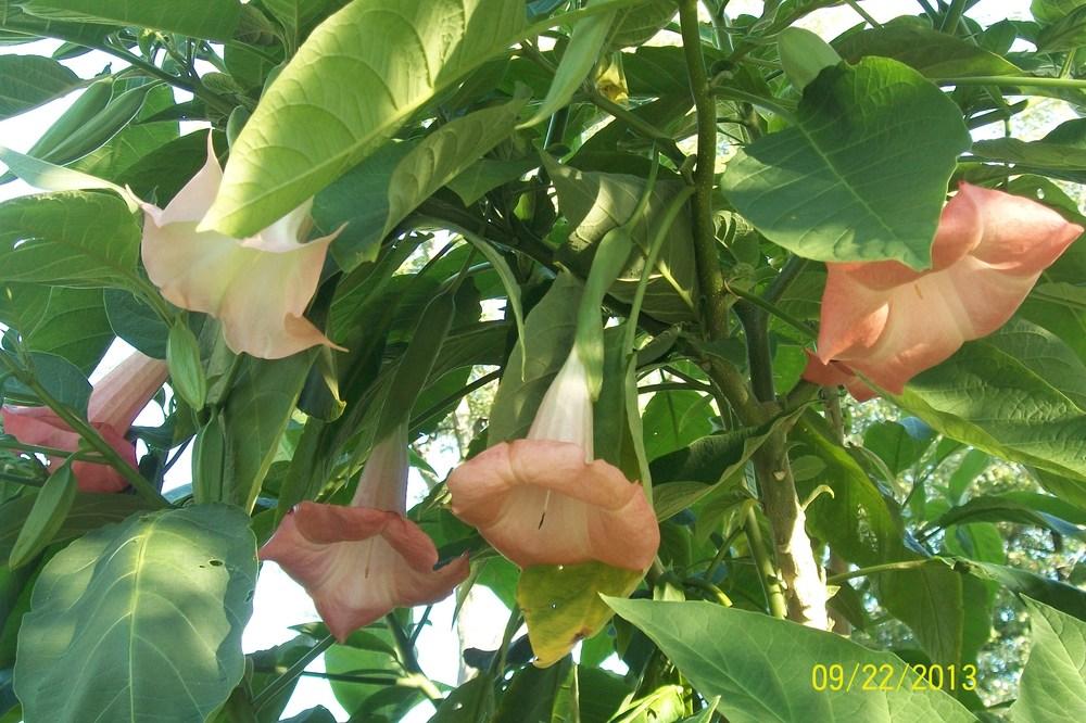 Photo of Angel's Trumpets (Brugmansia) uploaded by Hazelcrestmikeb