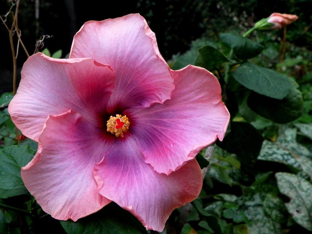 Photo of Tropical Hibiscus (Hibiscus rosa-sinensis 'Ana Lyn') uploaded by ikovacs