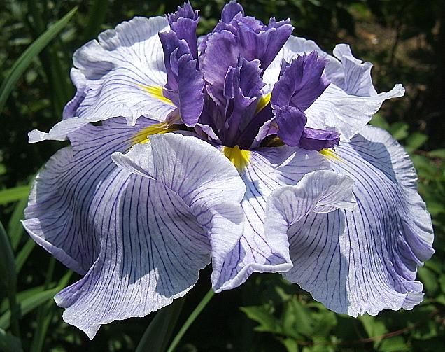 Photo of Japanese Iris (Iris ensata 'Crown Imperial') uploaded by pirl