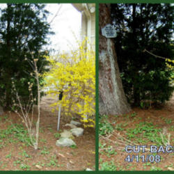 Location: Courtyard JI garden
Date: 2008-0411
Pruned: collage shows before and after pruning.