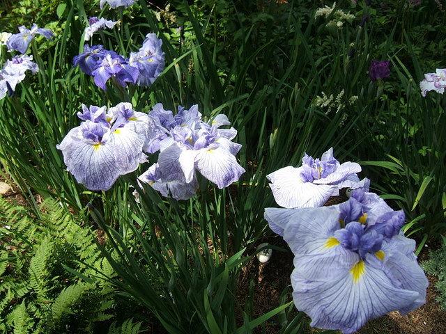 Photo of Japanese Iris (Iris ensata 'Crown Imperial') uploaded by pirl
