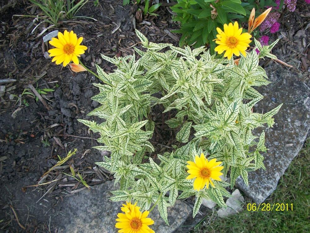 Photo of False Sunflower (Heliopsis helianthoides var. scabra Loraine Sunshine) uploaded by Hazelcrestmikeb