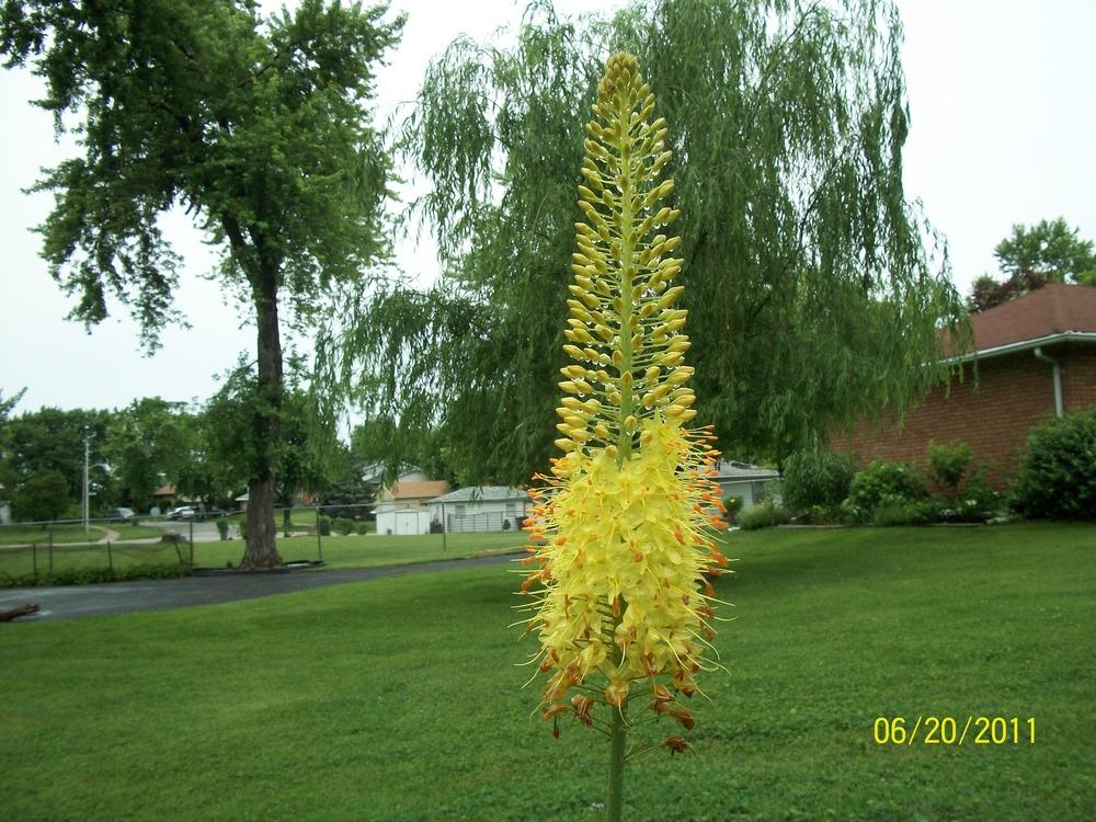 Photo of Foxtail Lily (Eremurus) uploaded by Hazelcrestmikeb