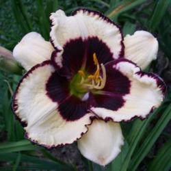Location: Indiana
Date: July 2012
Daylily 'Bubbling Up'