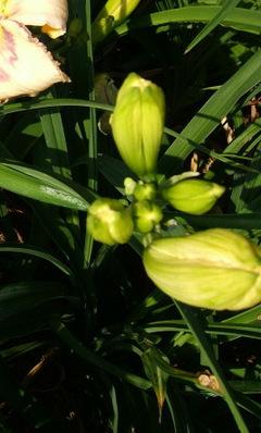 Photo of Daylily (Hemerocallis 'Destined to See') uploaded by pirl