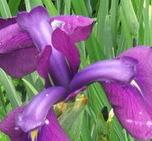 Photo of Japanese Iris (Iris ensata 'Silverband') uploaded by pirl