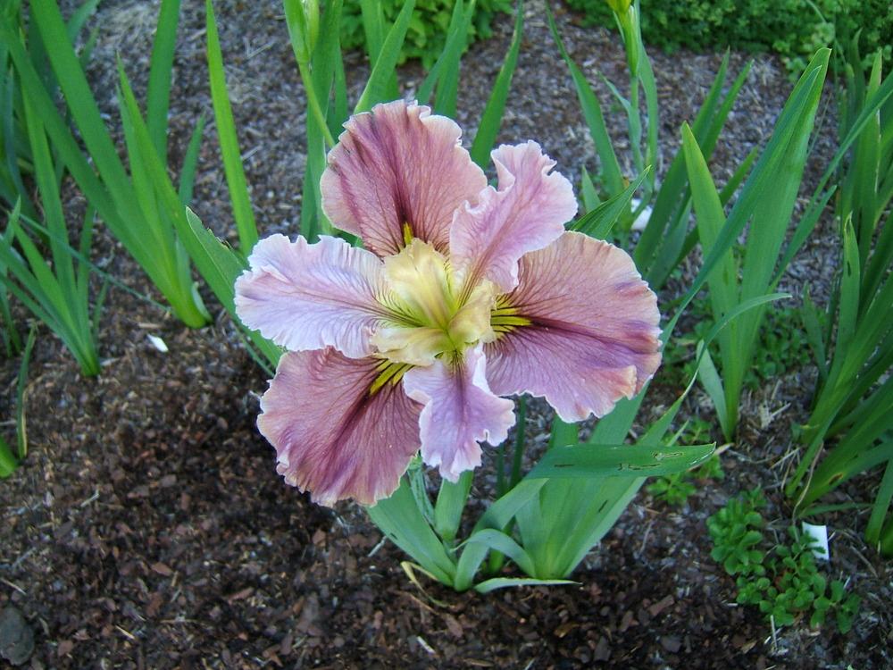 Photo of Louisiana Iris (Iris 'Prix d'Elegance') uploaded by pirl