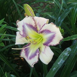 Location: Belmont garden
Date: 2010-0623
Daylily leaves are covered in sap, not diseased.