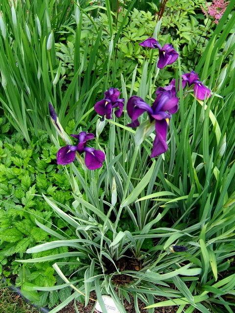 Photo of Japanese Iris (Iris ensata 'Silverband') uploaded by pirl
