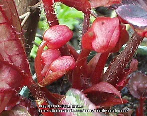 Photo of Begonias (Begonia) uploaded by purpleinopp
