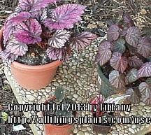 Photo of Begonias (Begonia) uploaded by purpleinopp