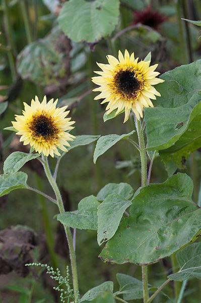 Photo of Sunflower (Helianthus annuus 'Lemon Eclair') uploaded by robertduval14