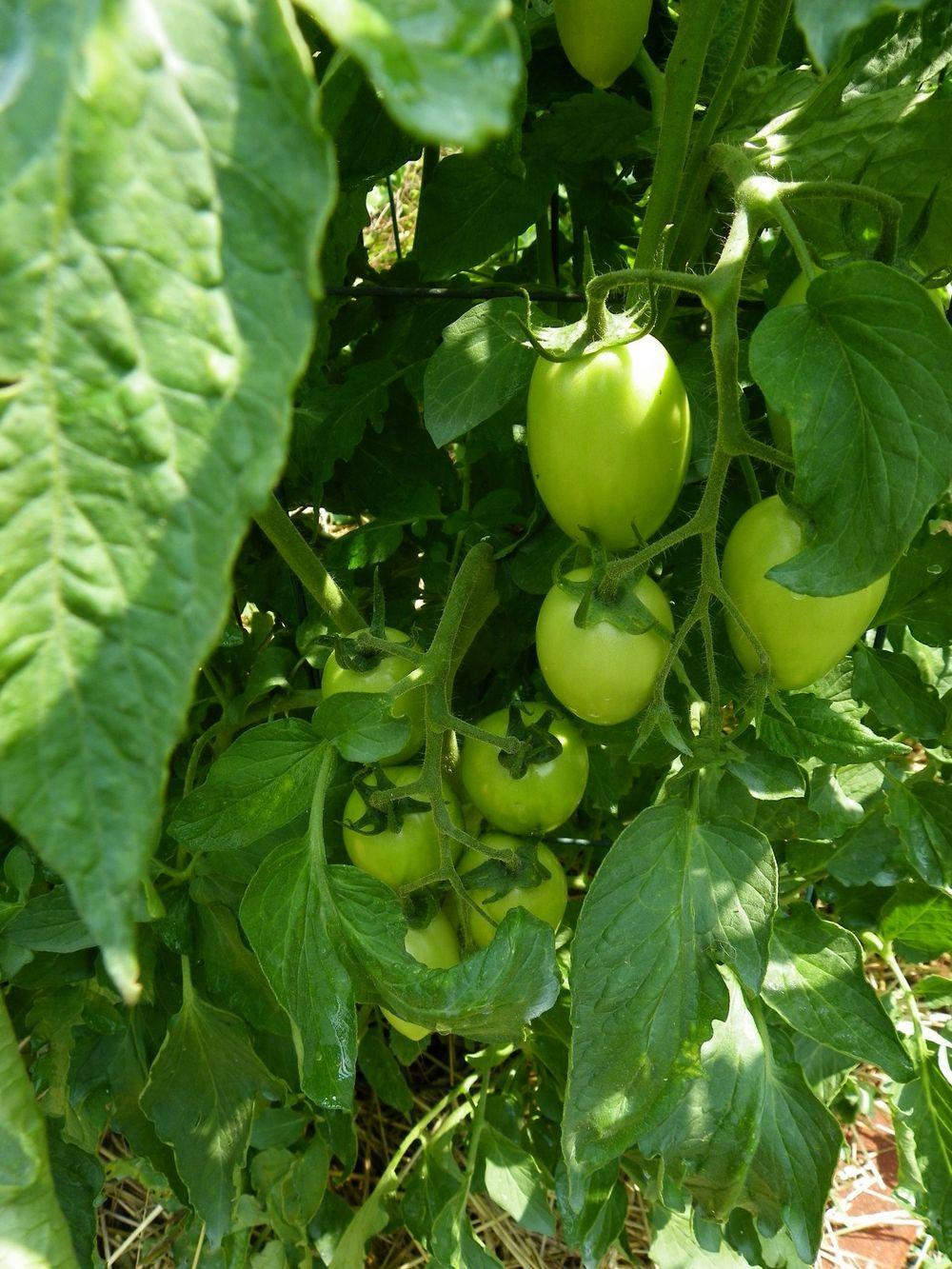 Photo of Tomato (Solanum lycopersicum 'Viva Italia') uploaded by Newyorkrita