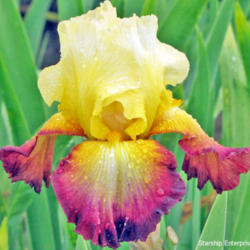 Location: My Gardens
Date: May 12, 2010
Close Up View In Light Rain