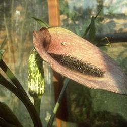 
Peter Charles Boyce; eMonocot Team Helicodiceros CATE Araceae htt