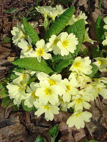 Photo of Wild Primrose (Primula vulgaris) uploaded by robertduval14
