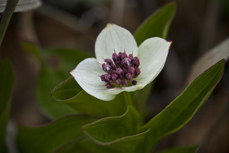 Photo of Bunchberry (Cornus canadensis) uploaded by robertduval14