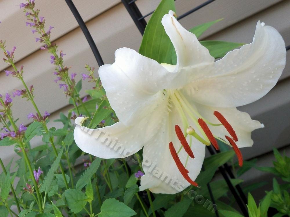 Photo of Lilies (Lilium) uploaded by virginiarose