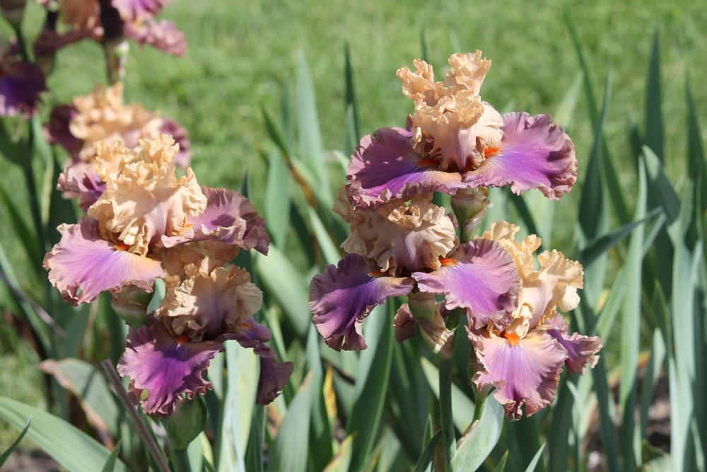 Photo of Tall Bearded Iris (Iris 'Air of Mystery') uploaded by ARUBA1334